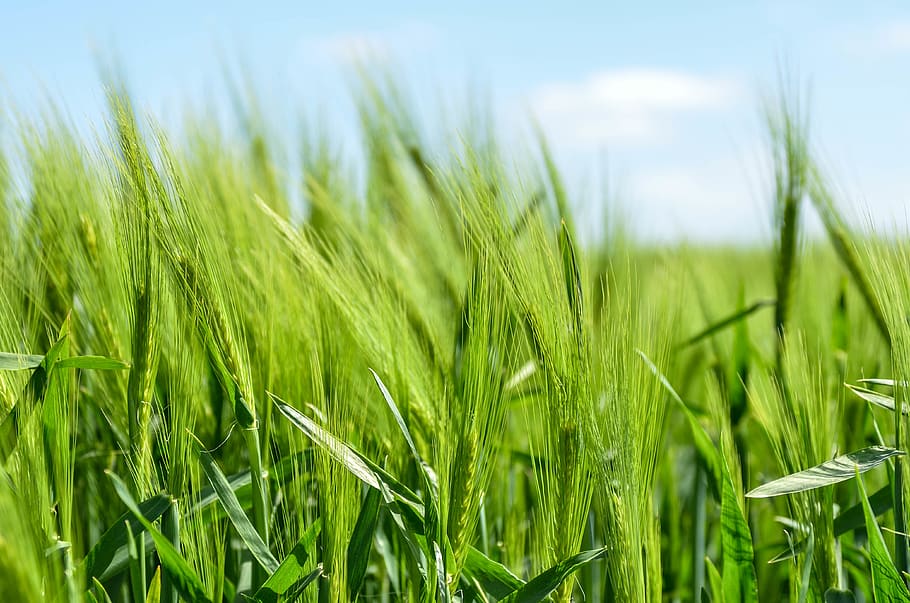 green grass field, plant, green color, agriculture, growth, land HD wallpaper