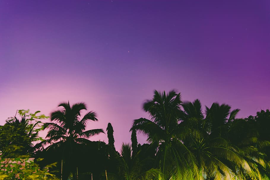 Silhouette Photo of Palm Trees, coconut tree, coconut trees, nature HD wallpaper