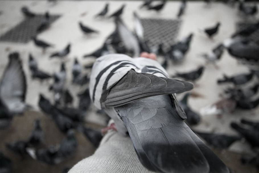 bird, feathers, nature, wild, wild life, pigeon, macro, close HD wallpaper