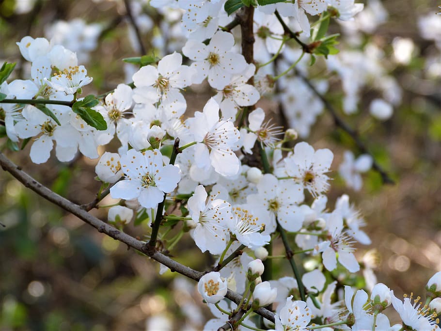 blossom, white, spring, flower, plant, nature, chaenomeles HD wallpaper