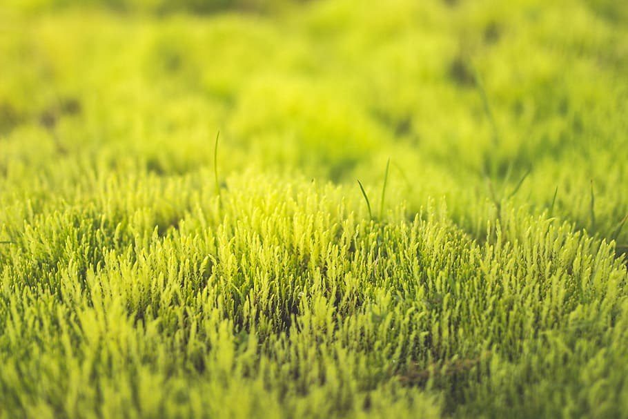 iceland, moss, green, green color, selective focus, grass, plant HD wallpaper