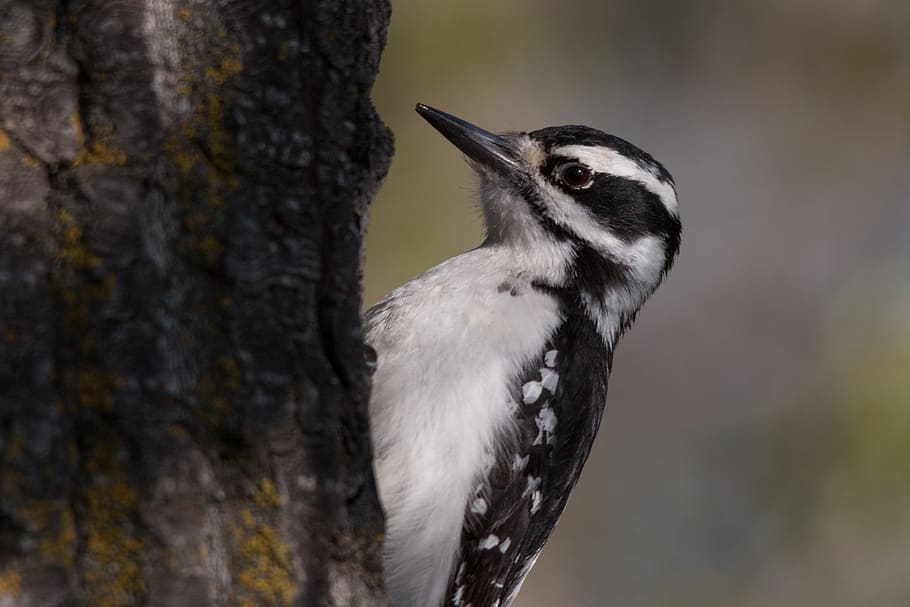wild, nature, forest, bird, small, woodpecker, summer, animals HD wallpaper