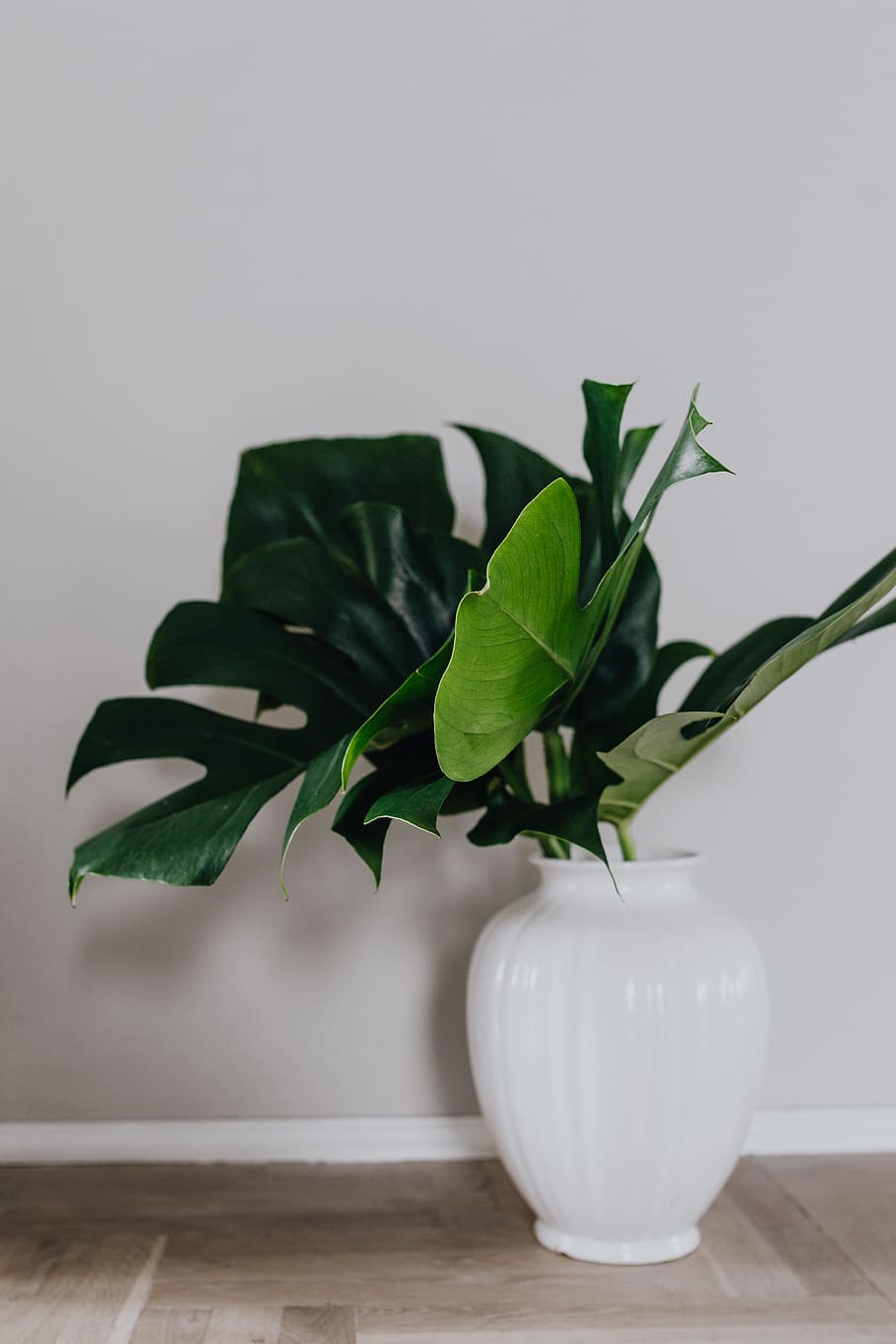 Monstera Zoom Background - Ideas of Europedias