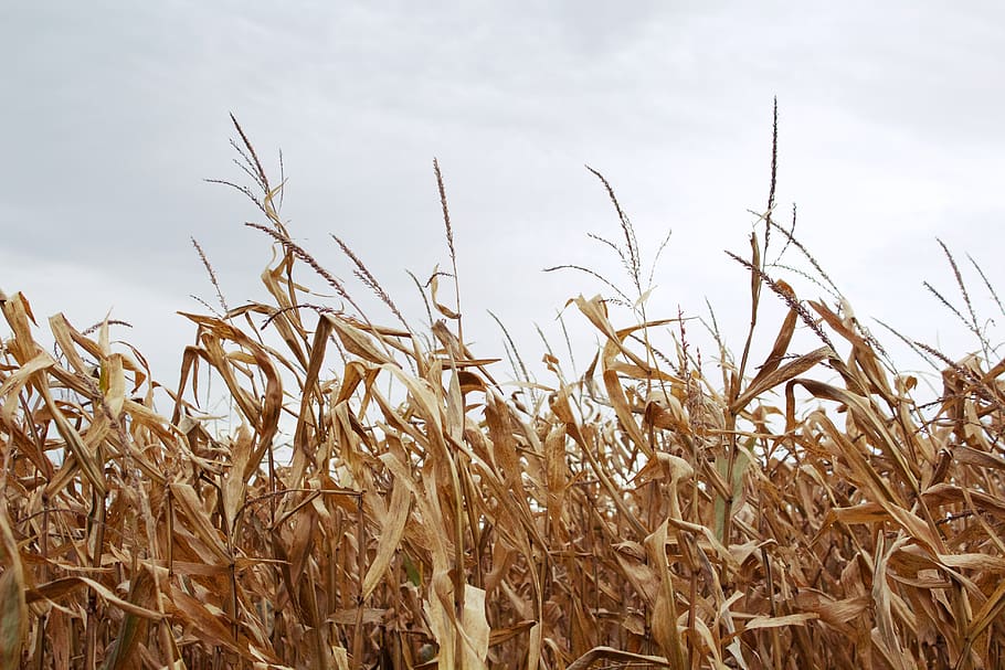corn field under gray sky, wheat, flora, food, grain, plant, produce HD wallpaper