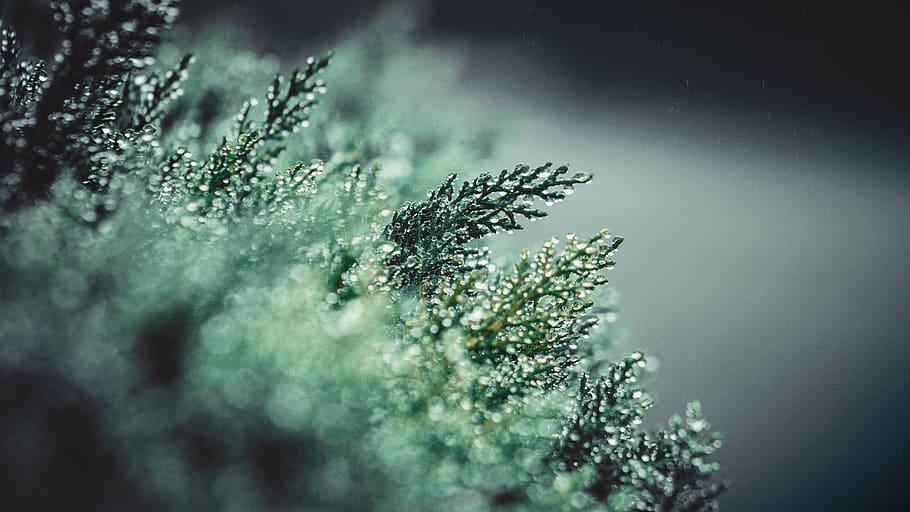 green leaf plant, nature, outdoors, ice, snow, snowflake, frost HD wallpaper