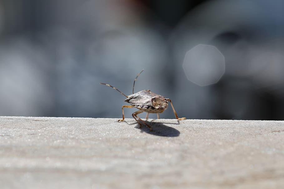 bug, macro, close-up, closeup, close up, insect, bokeh, animals in the wild HD wallpaper