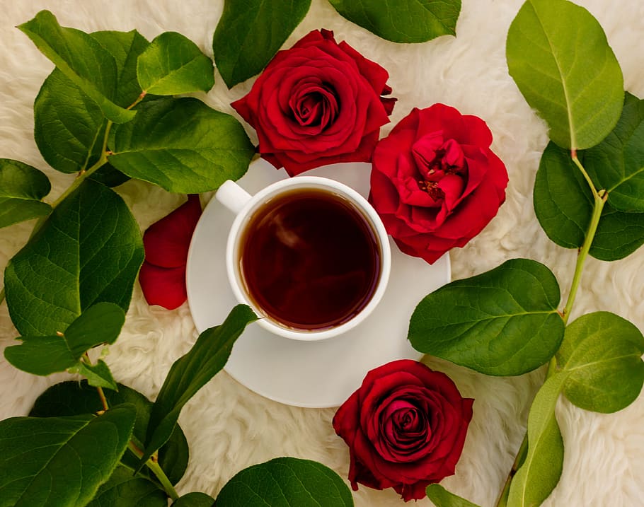 flower, rose, rose - flower, plant part, flowering plant, leaf HD wallpaper
