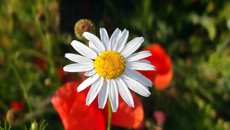flower, spring, summer, white, red, poppies, flowers, plant HD wallpaper