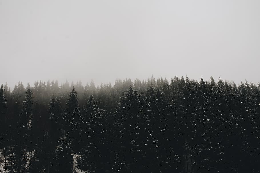 pine trees forest, plant, tranquility, tranquil scene, beauty in nature HD wallpaper