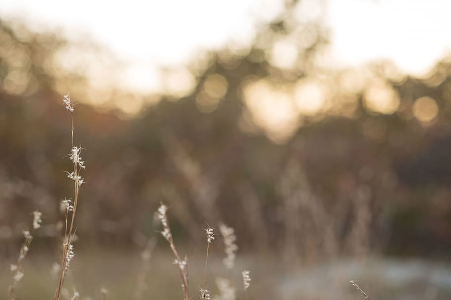 trees, nature, field, sunset, fall, autumnm, plant, tranquility HD wallpaper