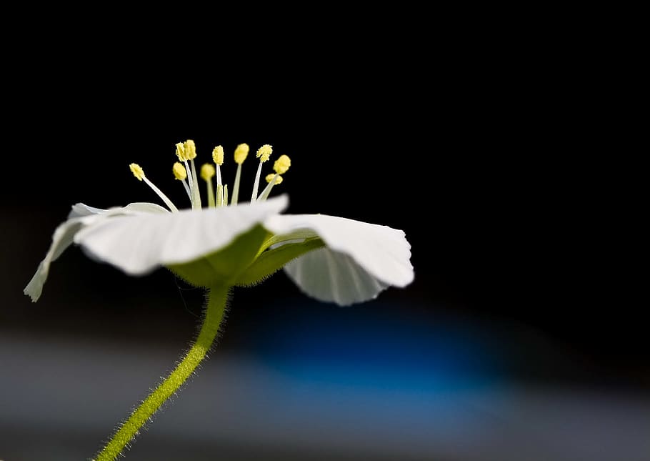 White Flower Selective Focus Photography, bloom, blossom, macro HD wallpaper