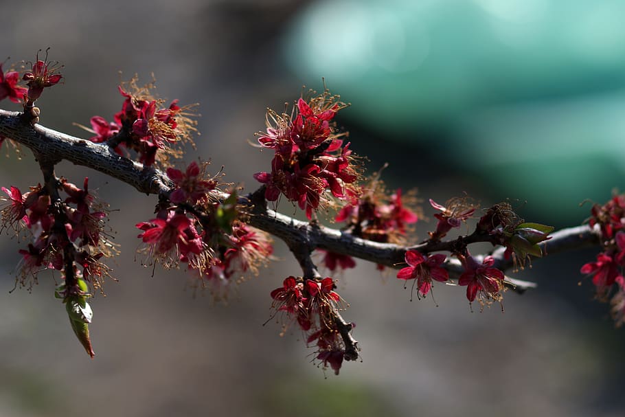 flower, withered, pink, tree, casey, spring, garden, floral HD wallpaper