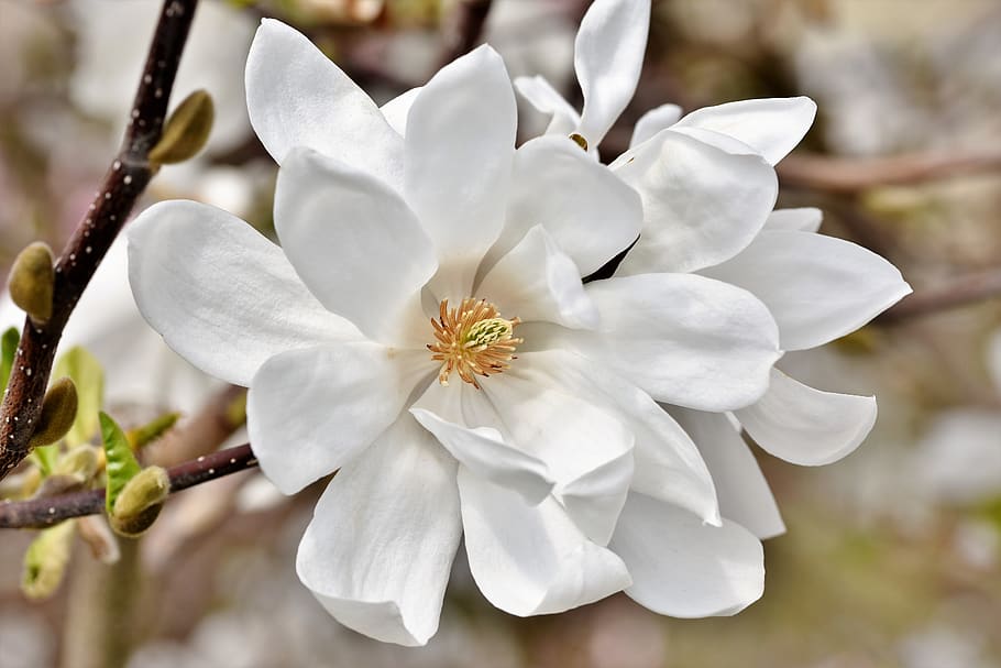 magnolia, magnolia tree, flowers, magnoliengewaechs, magnolia blossom, HD wallpaper