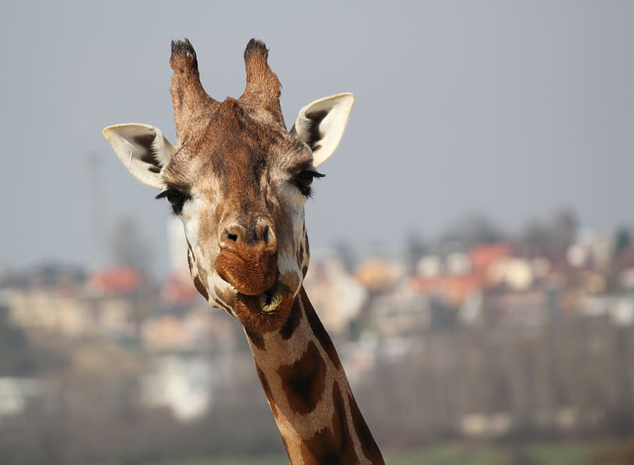brown giraffe, one animal, animal themes, mammal, animal body part HD wallpaper