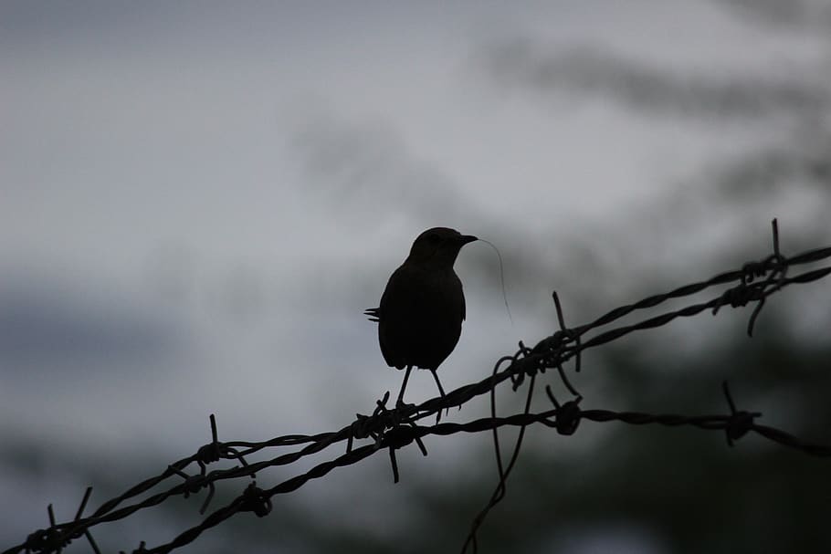 black bird, perching, vertebrate, animals in the wild, animal wildlife HD wallpaper