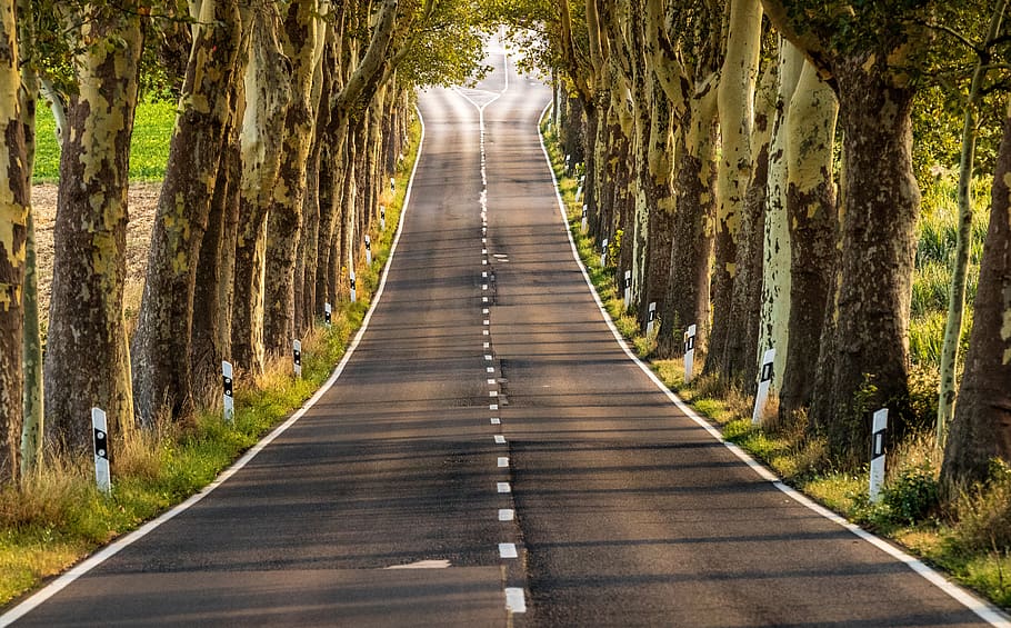 avenue, road, landscape, trees, nature, tree lined avenue, leaf roof HD wallpaper