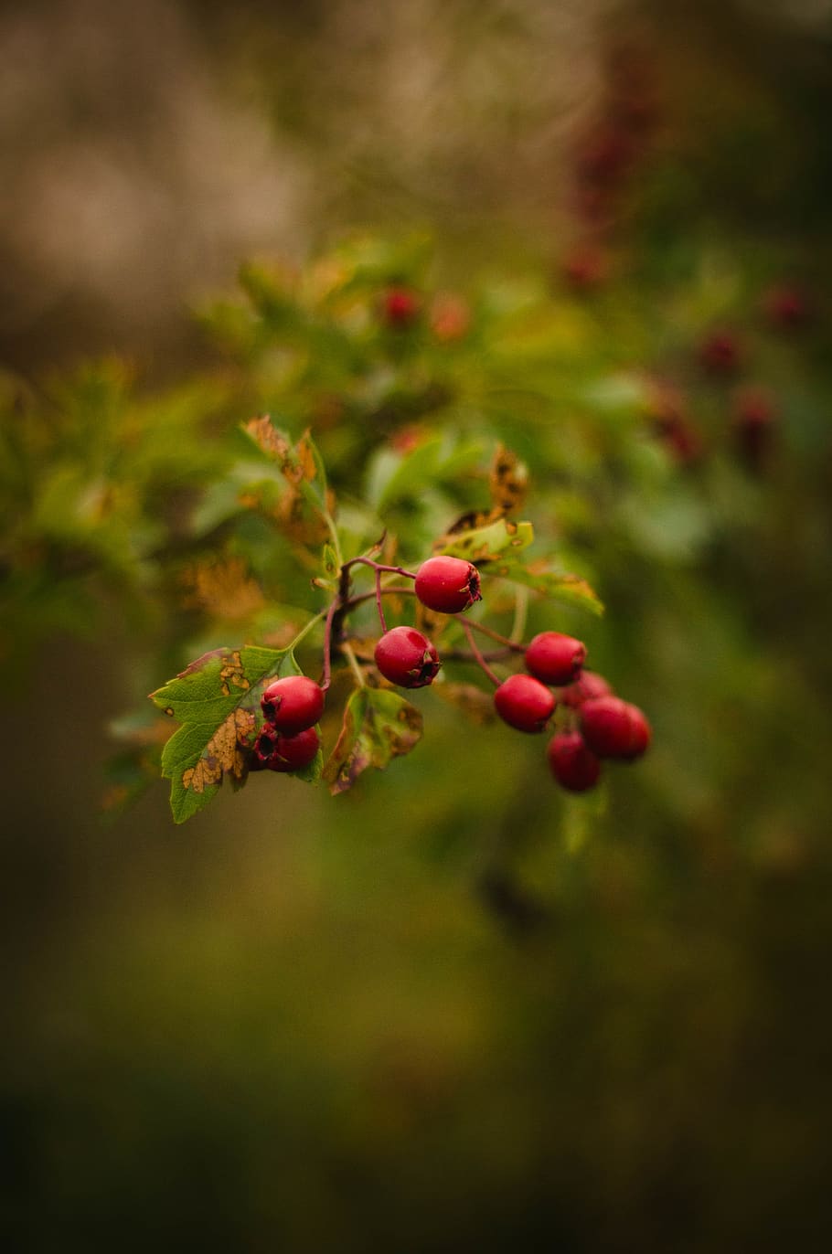 red, fruit, green, leaf, plant, outdoor, nature, blur, bokeh HD wallpaper