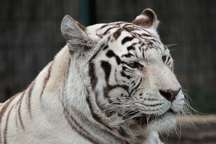 tiger, white, white-tiger, mammal, cat, big cat, carnivores HD wallpaper