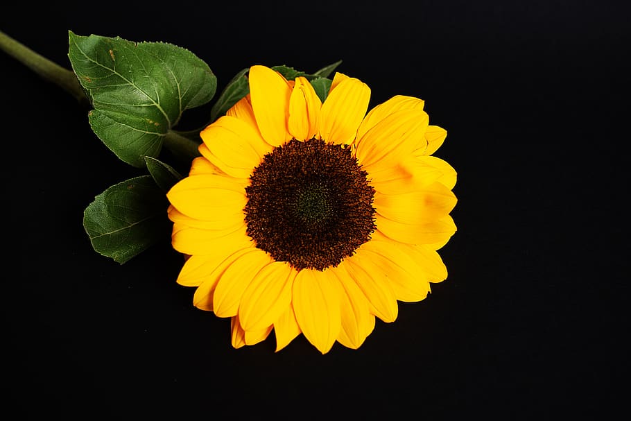 sunflower, yellow, black background, flowering plant, flower head