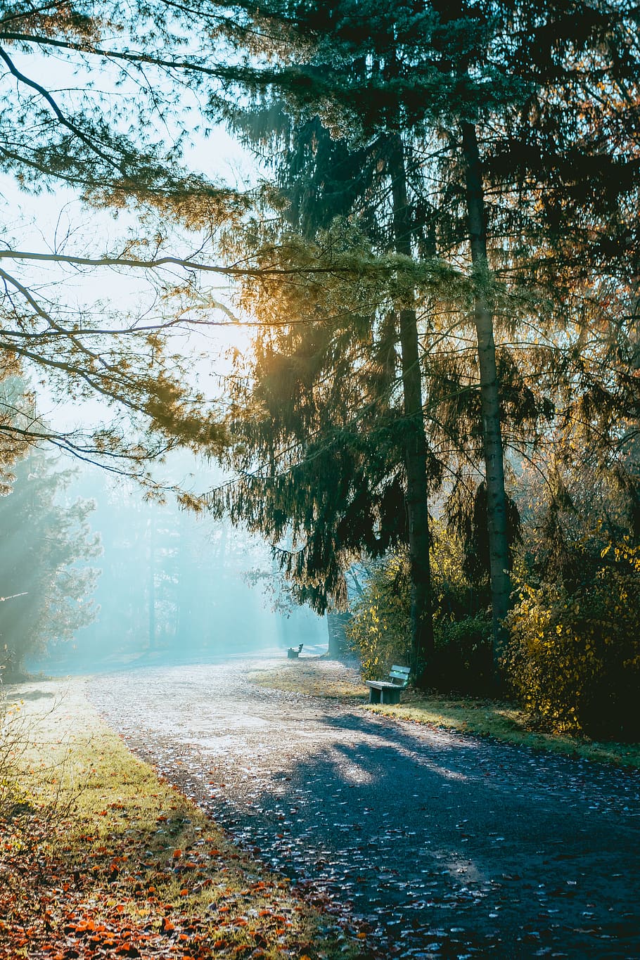 green-leaf tree, plant, bench, road, gravel, dirt road, sunlight HD wallpaper