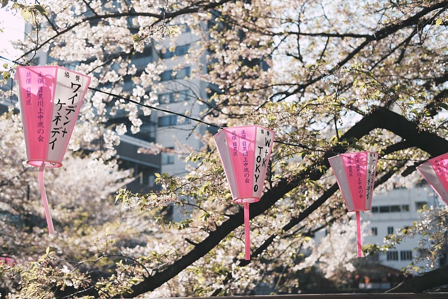 Cherry Blossoms and Hanging Lanterns, beautiful, chinese lanterns, HD wallpaper