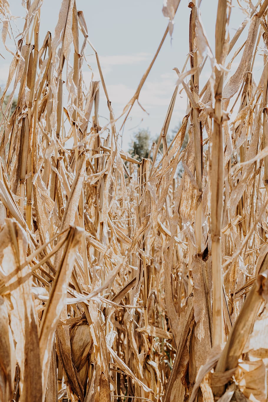 brown grass at daytime, united states, kansas, agriculture, cereal plant HD wallpaper