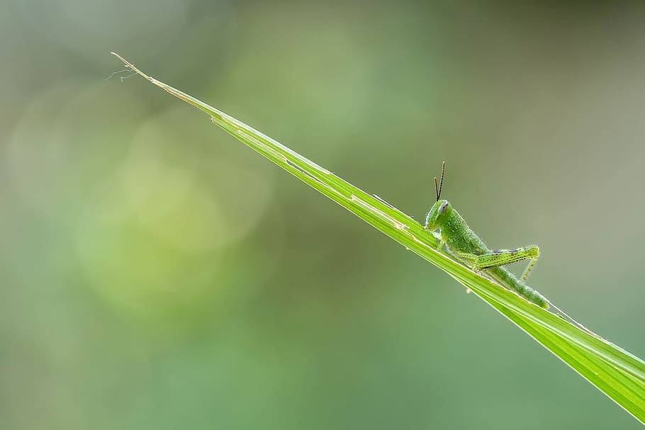green, nature, grasshopper, insect, wild, animal, green color HD wallpaper