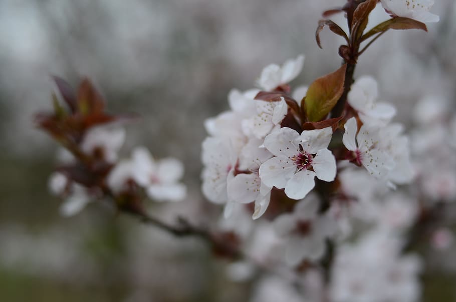 whites, dreamy, cherry, cherries, flowers, tree, spring, the heyday of the HD wallpaper