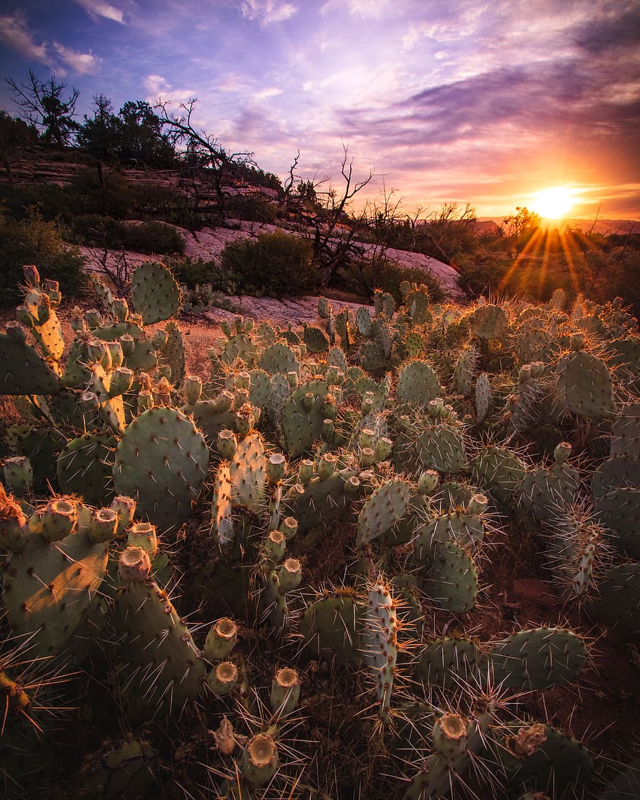cacti plant, sky, beauty in nature, growth, sunset, tranquility HD wallpaper