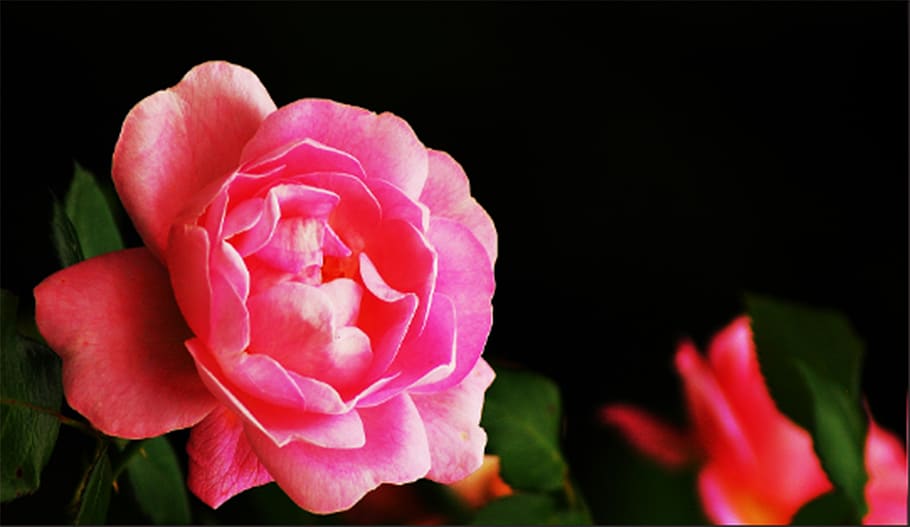 rose, flower, pink, red, nature, blossom, bloom, plant, love HD wallpaper