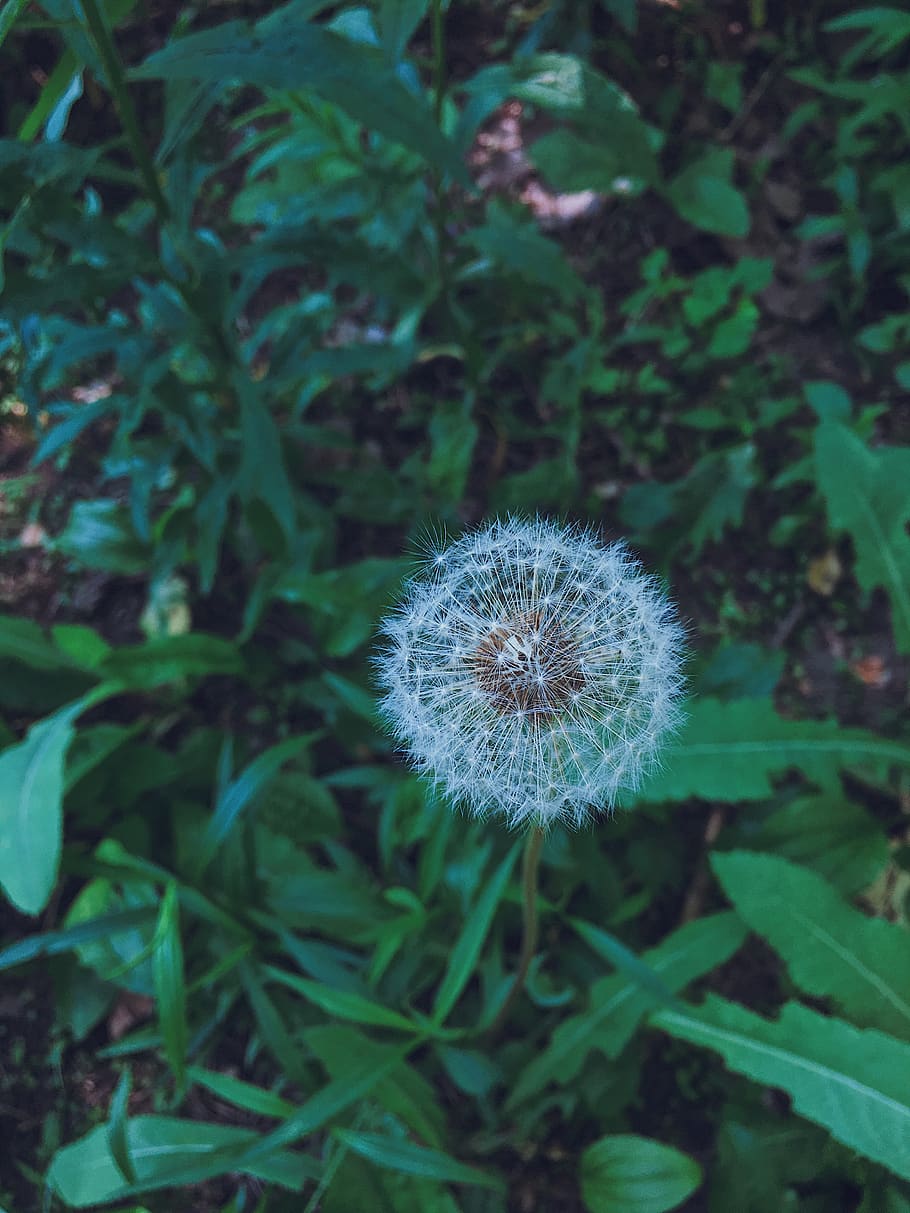 canada, toronto, downtown, plant, freshness, growth, flower HD wallpaper