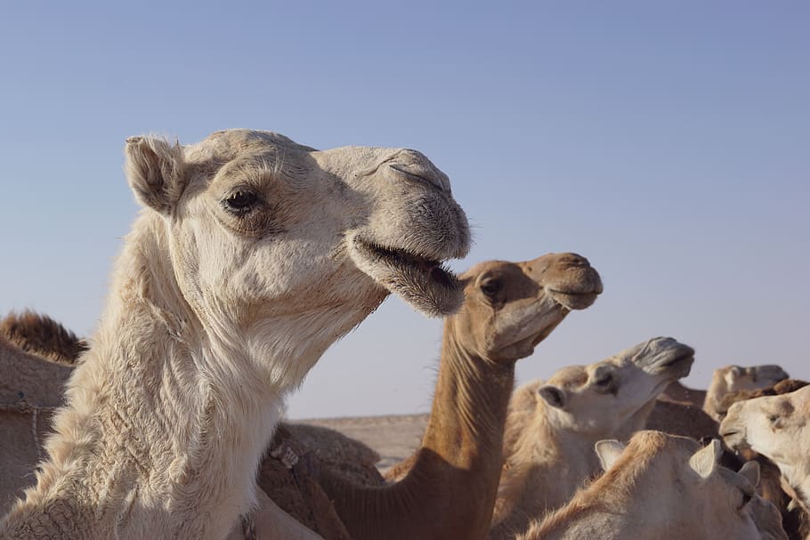 camel, wild, animal, nature, mammal, wildlife, desert, zoo, HD wallpaper