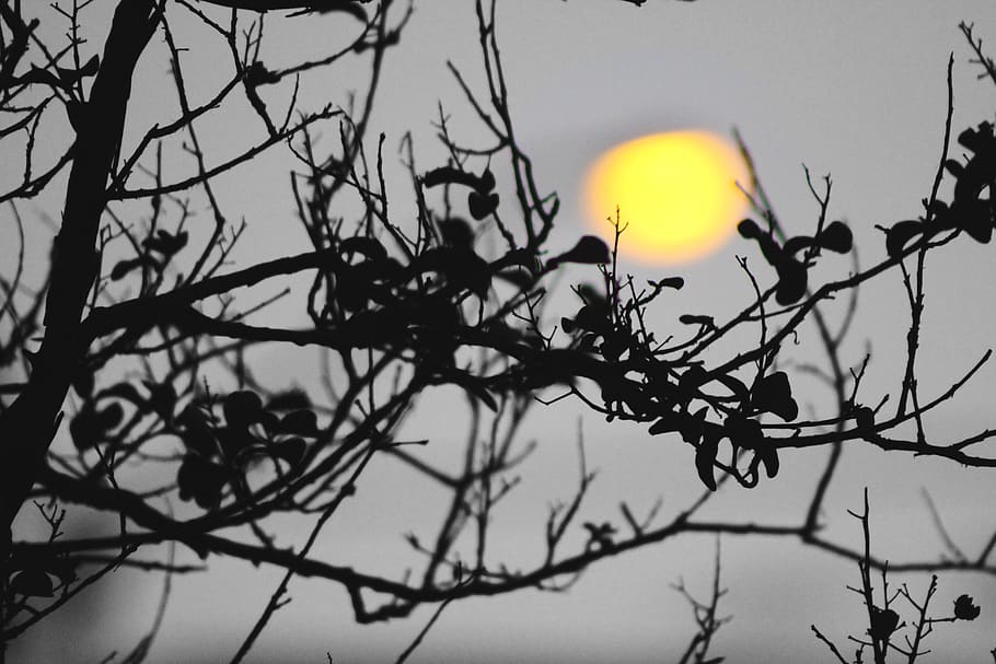 tree, sun, sunset, branch, sky, bare tree, plant, silhouette HD wallpaper