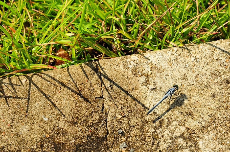 insect, flie, grass, forest, dragonfly, one animal, animal themes HD wallpaper