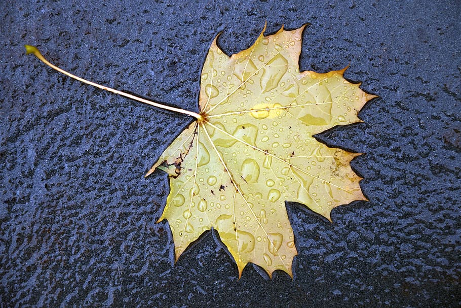 autumn, fall, leaf, leaves, yellow, no people, nature, plant part HD wallpaper