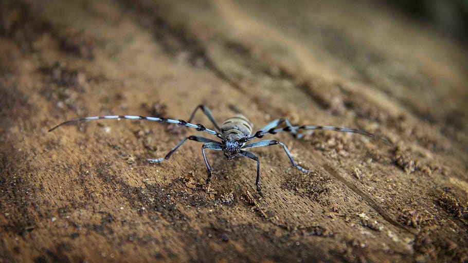 Black and Gray Spider on Brown Wood Log, animal, arthropod, macro HD wallpaper