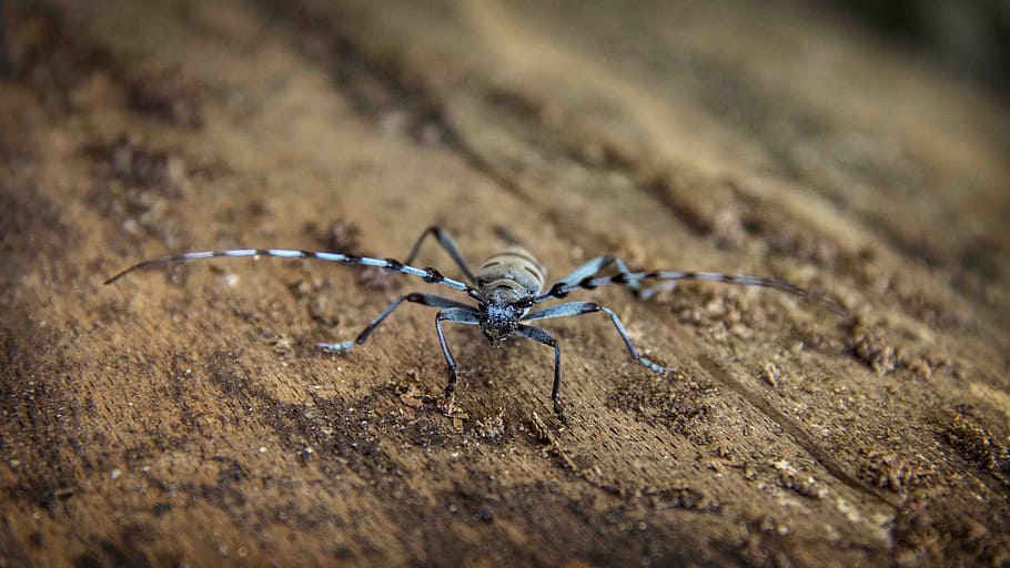 animals, insects, bugs, blue, black, dirt, soil, ground, brown HD wallpaper