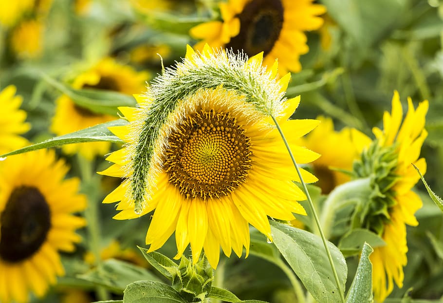 close sunflower field, plant, blossom, flora, person, human, people HD wallpaper