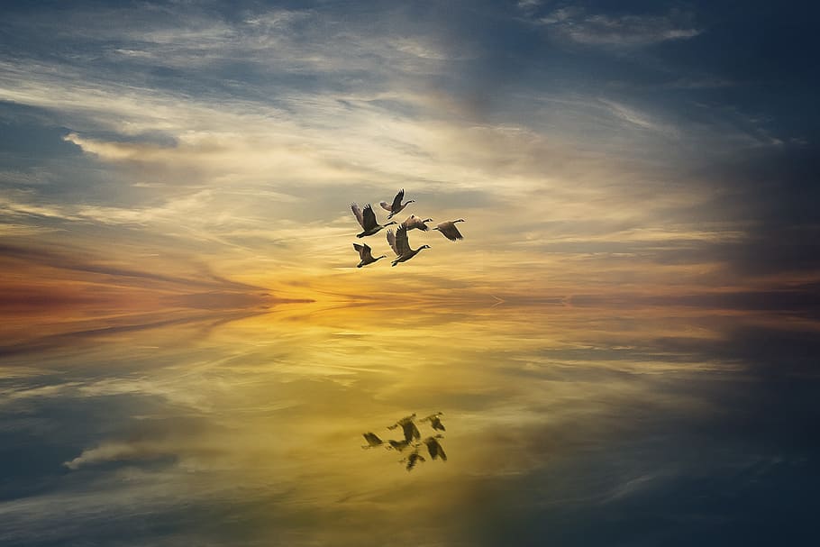 manipulation, geese, sunset, landscape, cloud - sky, flying HD wallpaper