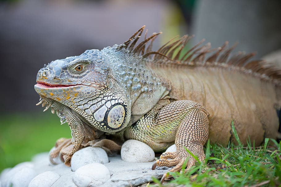 iguana-davao-crocodilefarm-vegetarian.jpg