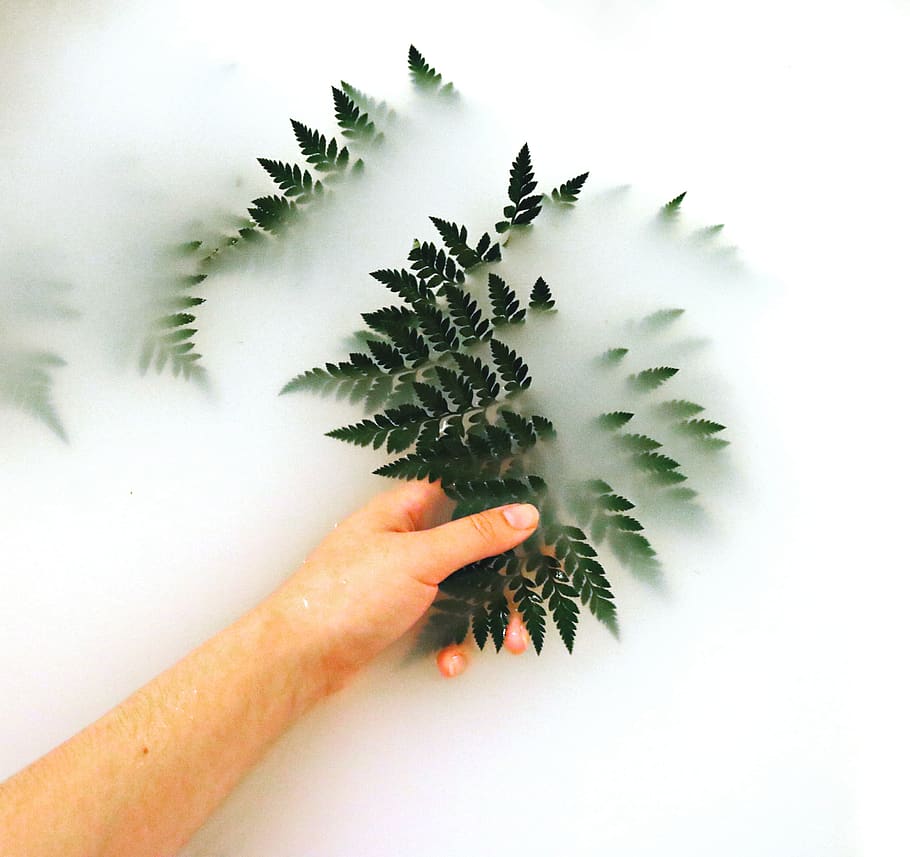 Person Holding Fern, beautiful, blur, bright, clean, dark green HD wallpaper