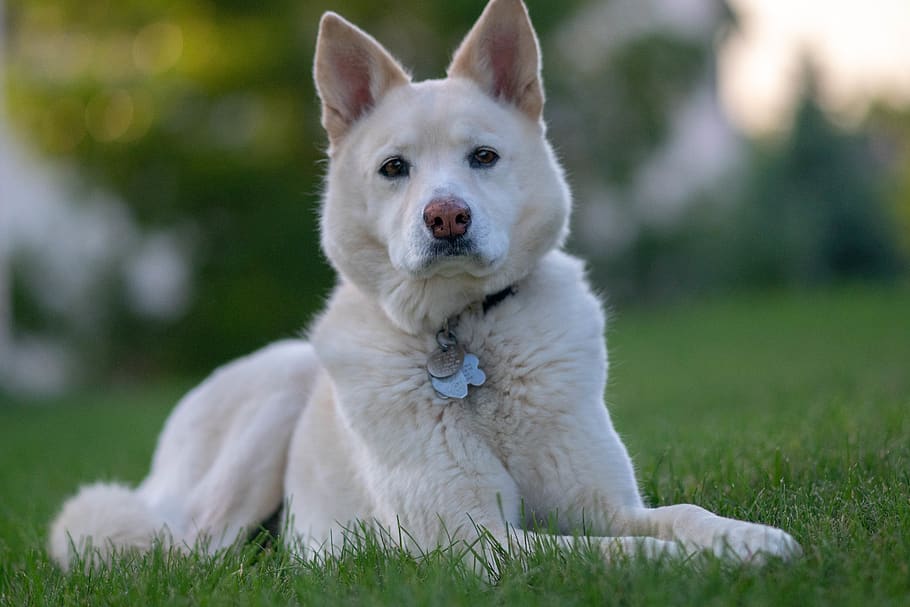 short-coated white dog, canine, pet, animal, husky, mammal, grass HD wallpaper