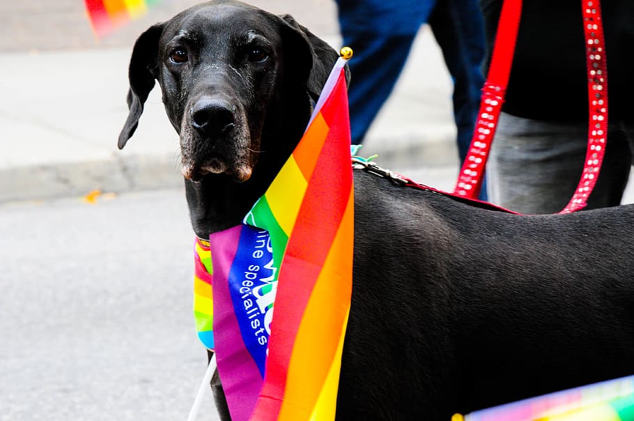 short-coat black dog during daytime photo, pride day, person, HD wallpaper