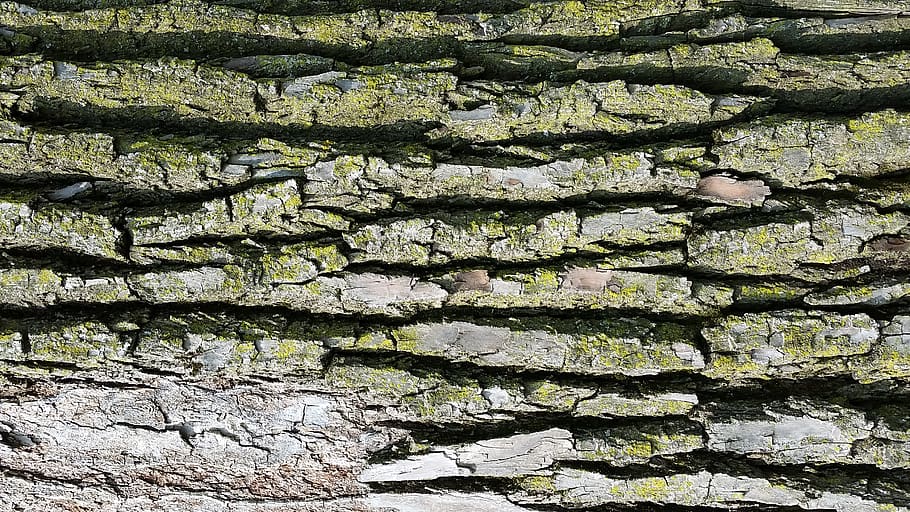 tree bark, texture, wood, rough, design, moss, green, full frame HD wallpaper