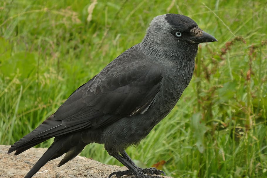 jackdaw, crow, bird, feathers, animal, plumage, animal world HD wallpaper
