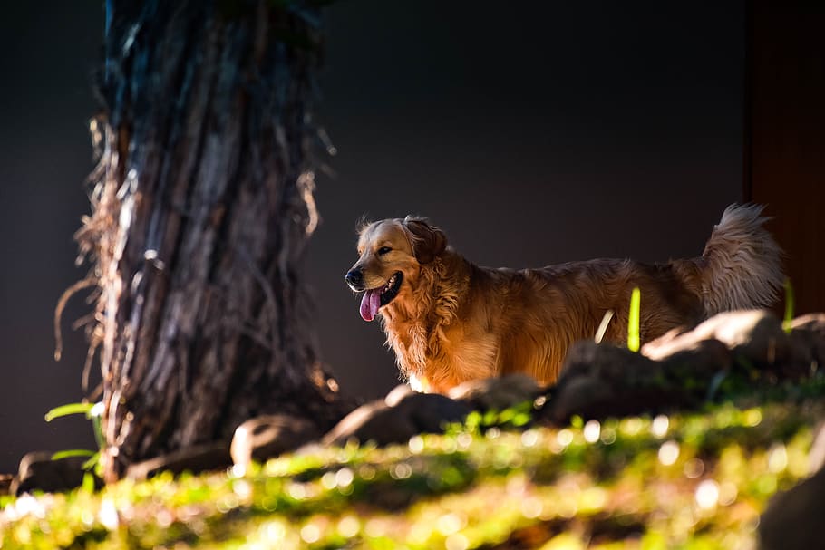 dog, goldenretriever, pet, animals, race, mammal, animal themes, HD wallpaper