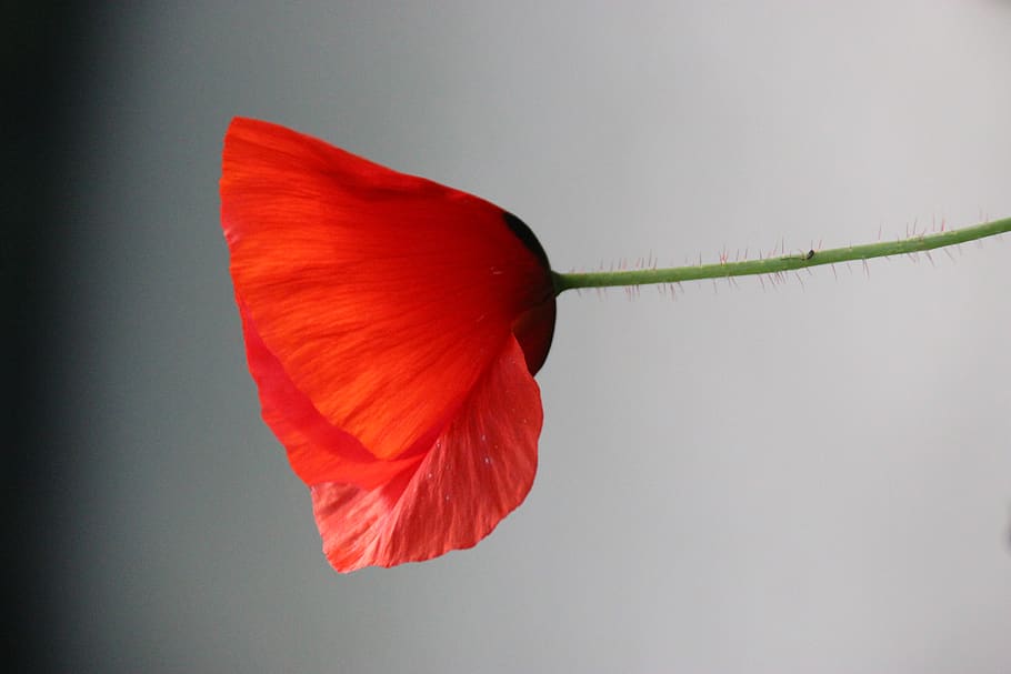 red, poppy, flowering plant, petal, close-up, fragility, vulnerability HD wallpaper