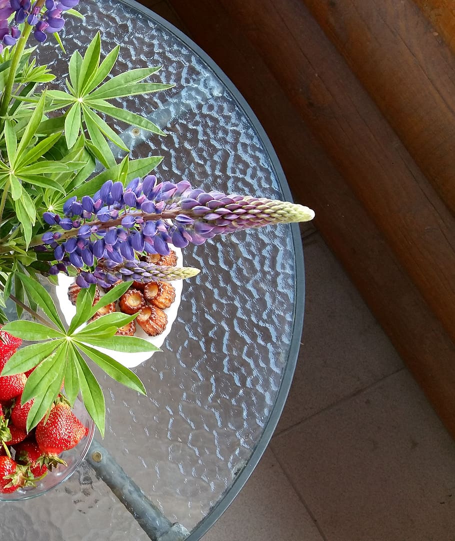food, freshness, flower, plant, flowering plant, fragility HD wallpaper