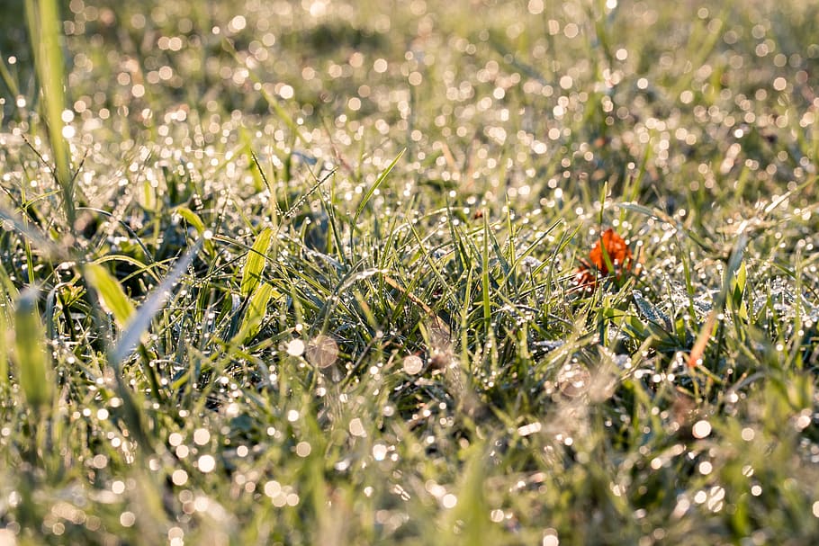 Green Grass, dew, growth, plant, wet, selective focus, flower HD wallpaper