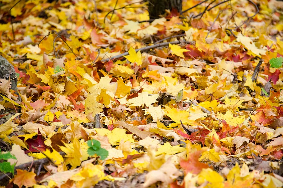fall, leaf, tree, trail, outdoor, yellow, autumn, change, plant part HD wallpaper